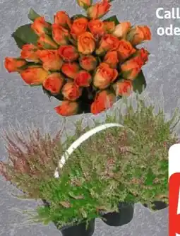 Edeka Calluna Vulgaris Angebot