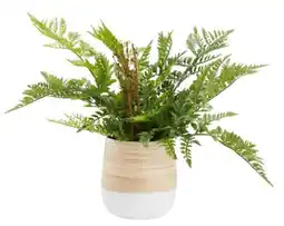 Mömax Zandiara Übertopf Naturelle Angebot