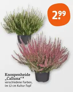 tegut Knospenheide calluna Angebot