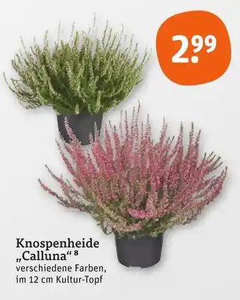 tegut Knospenheide calluna Angebot