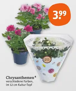 tegut Chrysanthemen Angebot