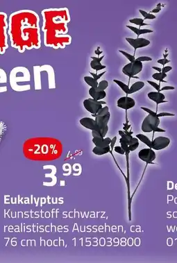 ROLLER Eukalyptus Angebot