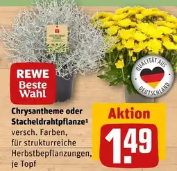 REWE Rewe beste wahl chrysantheme Angebot