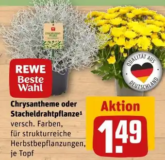 REWE Rewe beste wahl chrysantheme Angebot