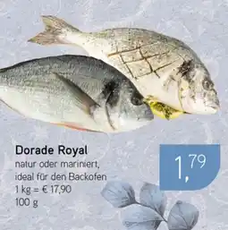 Dornseifer Dorade Royal Angebot