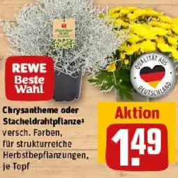 REWE Chrysantheme oder Stacheldrahtpflanze Angebot