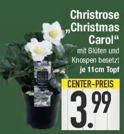 E-Center Christrose ,,Christmas Carol" Angebot