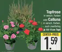E-Center Topfrose oder Calluna Angebot