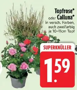 Edeka Topfrose* oder Calluna Angebot