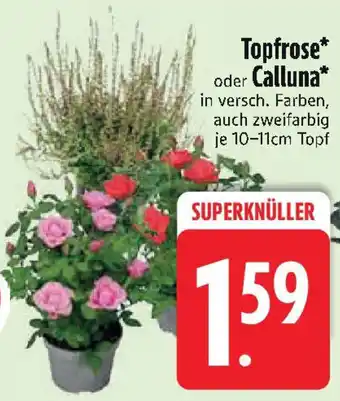 Edeka Topfrose* oder Calluna Angebot