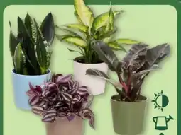 Aldi Nord Gardenline Außergewöhnliche Grünpflanze Angebot