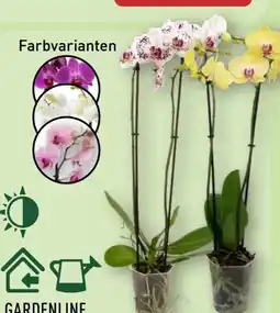 Aldi Nord Gardenline Phalaenopsis Angebot