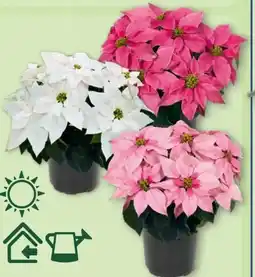 Aldi Nord Gardenline Winterstern Angebot