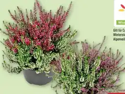 Aldi Nord Gardenline Calluna vulgaris Twin Angebot