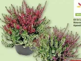Aldi Nord Gardenline Calluna vulgaris Twin Angebot