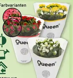 Aldi Nord Gardenline Kalanchoe Angebot