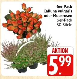 Marktkauf Calluna vulgaris Angebot