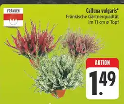 Edeka Franken calluna vulgaris Angebot