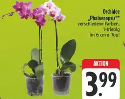Edeka Orchidee phalaenopsis Angebot