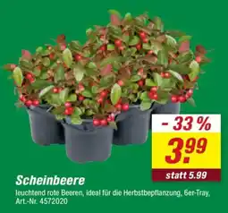 toom Baumarkt Scheinbeere Angebot