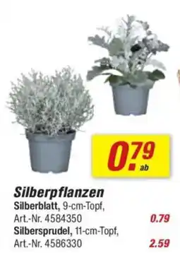 toom Baumarkt Silberpflanzen Angebot
