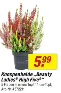 toom Baumarkt Knospenheide „Beauty Ladies High Five" Angebot