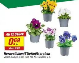 toom Baumarkt Hornveilchen/Stiefmütterchen Angebot