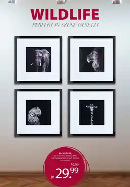 Zurbrüggen Bild wildlife Angebot