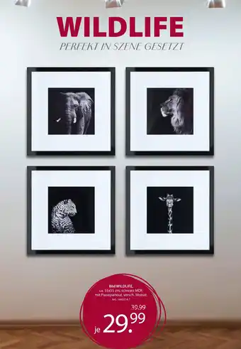 Zurbrüggen Bild wildlife Angebot
