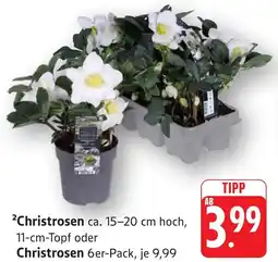 Edeka Neukauf Christrosen Angebot