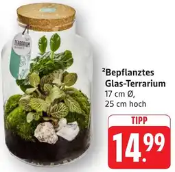 Edeka Neukauf Bepflanztes Glas-Terrarium Angebot