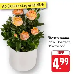 Edeka Neukauf Rosen mono Angebot