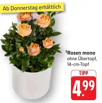 Edeka Neukauf Rosen mono Angebot