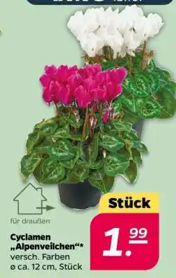 NETTO Cyclamen 'Alpenveilchen' Angebot
