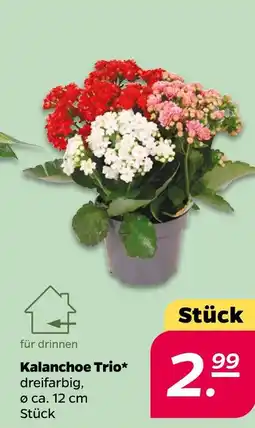 NETTO Kalanchoe trio Angebot