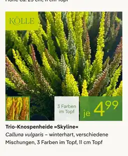 Pflanzen Kölle Kölle trio-knospenheide skyline Angebot