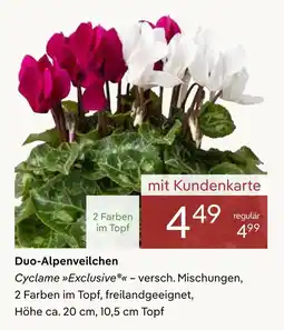 Pflanzen Kölle Duo-alpenveilchen Angebot