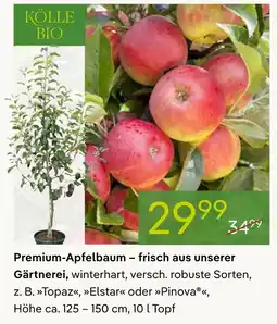 Pflanzen Kölle Kölle bio premium-apfelbaum Angebot