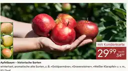 Pflanzen Kölle Apfelbaum – historische sorten Angebot