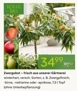 Pflanzen Kölle Kölle bio zwergobst Angebot