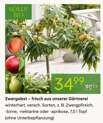 Pflanzen Kölle Kölle bio zwergobst Angebot