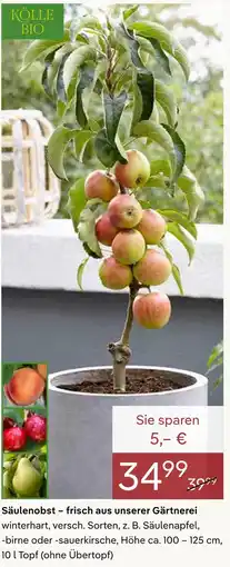 Pflanzen Kölle Kölle bio säulenobst Angebot