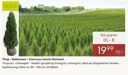 Pflanzen Kölle Kölle thuja – ballenware – frisch aus unserer gärtnerei Angebot