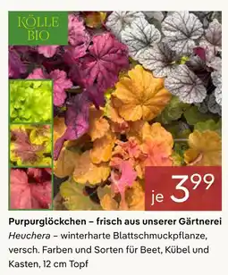 Pflanzen Kölle Kölle bio purpurglöckchen Angebot