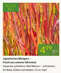Pflanzen Kölle Kölle bio japanisches blutgras Angebot