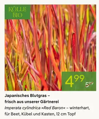 Pflanzen Kölle Kölle bio japanisches blutgras Angebot