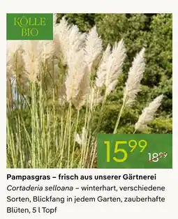 Pflanzen Kölle Kölle bio pampasgras Angebot