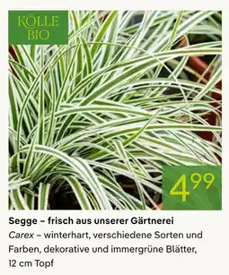 Pflanzen Kölle Kölle bio segge – frisch aus unserer gärtnerei Angebot