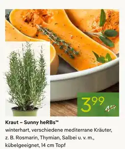 Pflanzen Kölle Kraut – sunny herbs Angebot