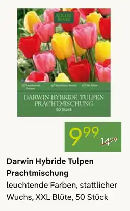 Pflanzen Kölle Darwin hybride tulpen prachtmischung Angebot